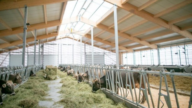 Une maison d'architectes pour des vaches